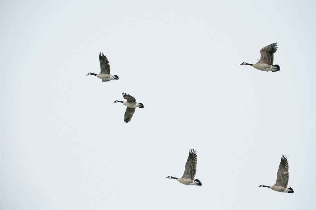 Capture of geese flying in V-formation against a clear blue sky, showcasing natural flight patterns.