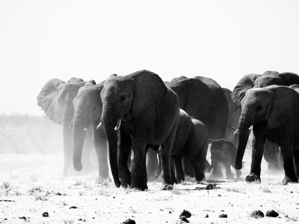 Black and white photograph capturing a herd of elephants walking across a dusty landscape.